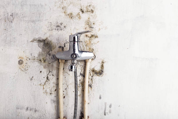 Best Mold Removal Company Near Me  in Golden, CO