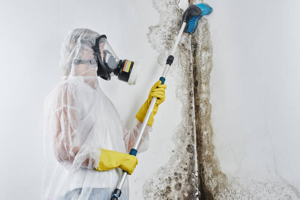 Best Affordable Mold Removal  in Golden, CO