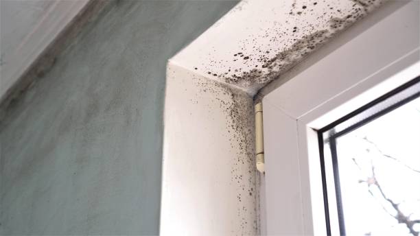 Best Residential Mold Removal  in Golden, CO