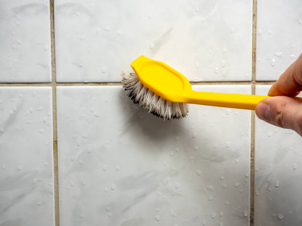 Reliable Golden, CO Mold Removal Solutions
