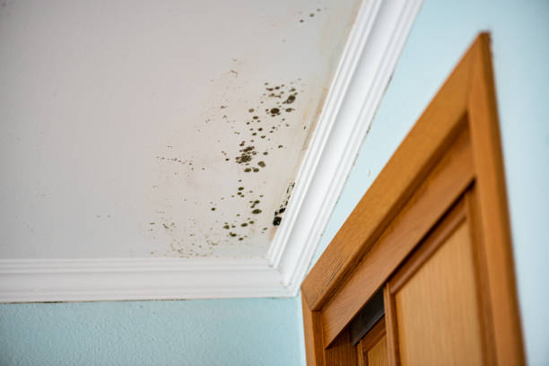Crawl Space Mold Removal in Golden, CO