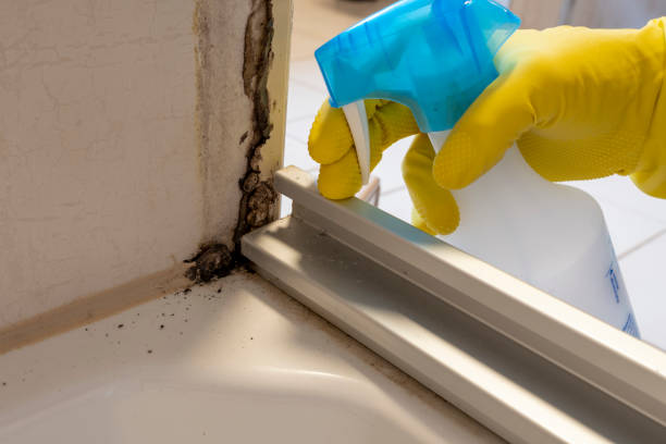 Best Affordable Mold Removal  in Golden, CO