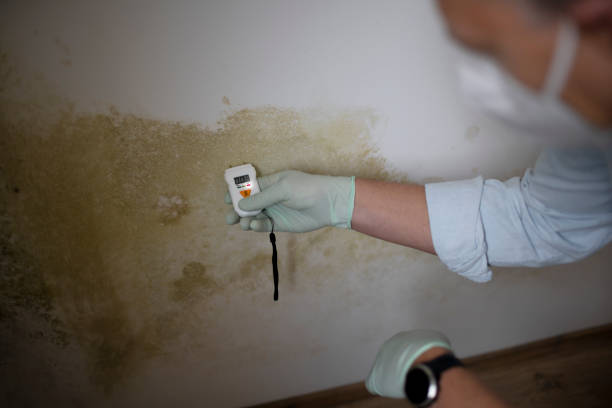Best Mold Remediation  in Golden, CO