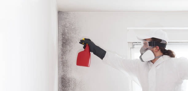 Home Mold Removal in Golden, CO