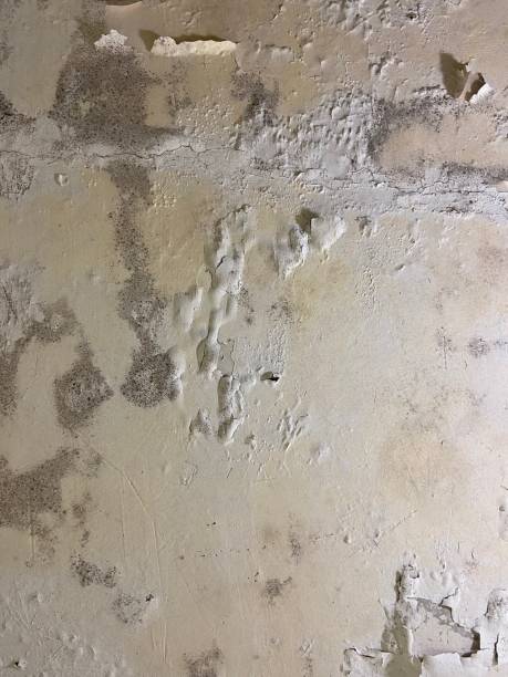 Best Fast Mold Removal  in Golden, CO