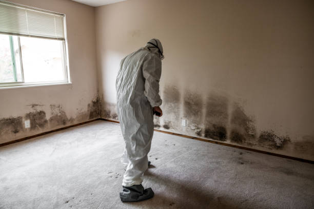 Best Commercial Mold Removal  in Golden, CO