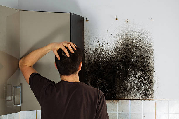 Best Home Mold Removal  in Golden, CO