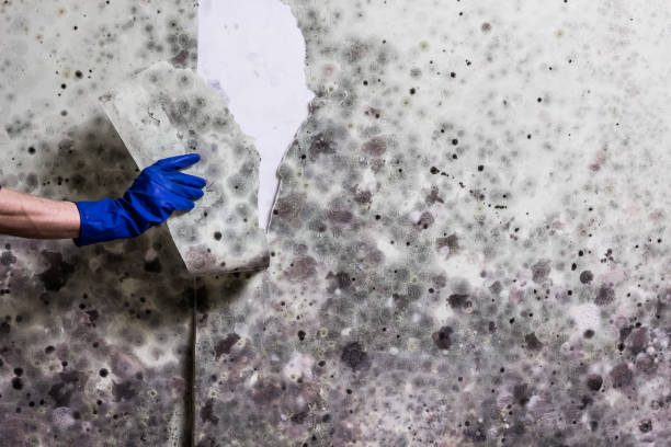 Best Professional Mold Removal  in Golden, CO