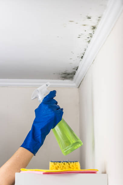 Best Mold Testing  in Golden, CO