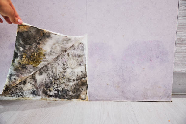 Best Black Mold Removal  in Golden, CO